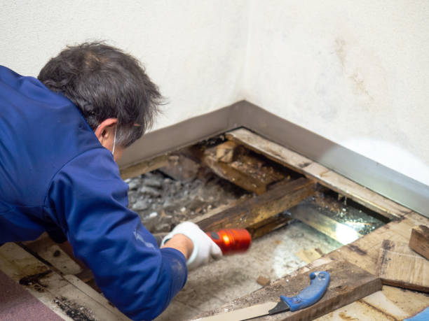 Best Black Mold Removal  in Mayer, MN