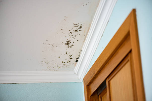 Office Mold Removal Services in Mayer, MN