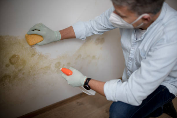 Best Crawl Space Mold Removal  in Mayer, MN