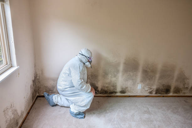 Best Residential Mold Removal  in Mayer, MN