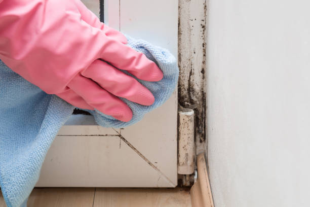 Best Attic Mold Removal  in Mayer, MN